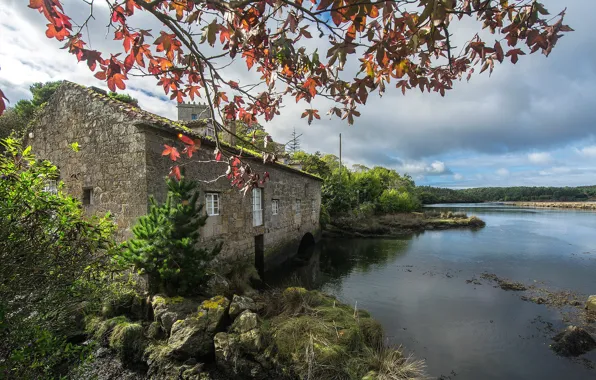Picture forest, trees, branches, river, stones, shore, moss, home