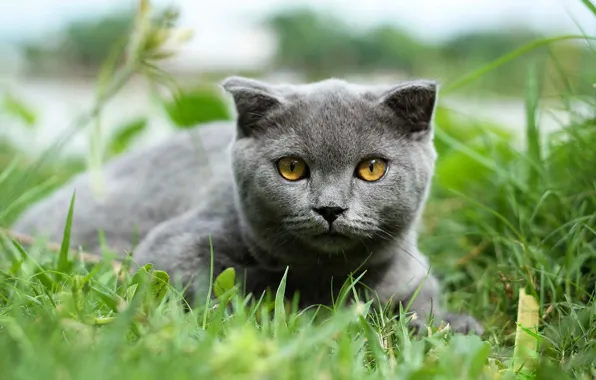 Greens, cat, summer, grass, look, nature, kitty, grey