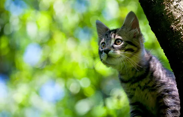 Look, background, kitty, cat