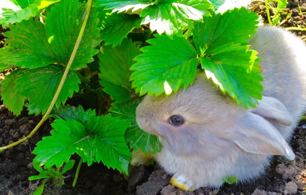 Leaves, earth, Rabbit, greens., Victoria