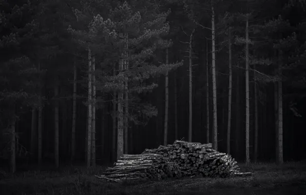Picture forest, trees, night, dark, wood
