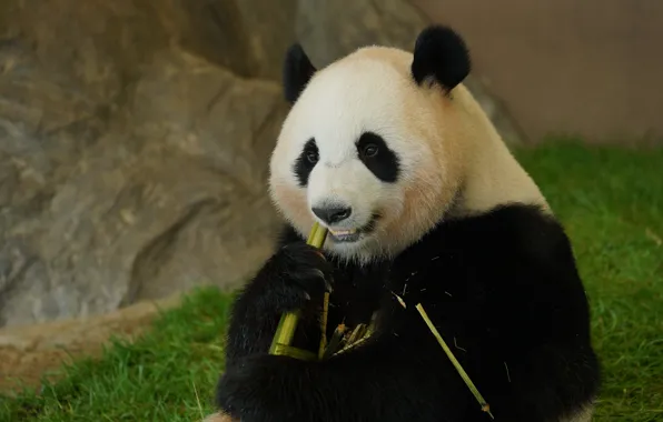 Grass, face, stones, portrait, bamboo, bear, Panda, sitting