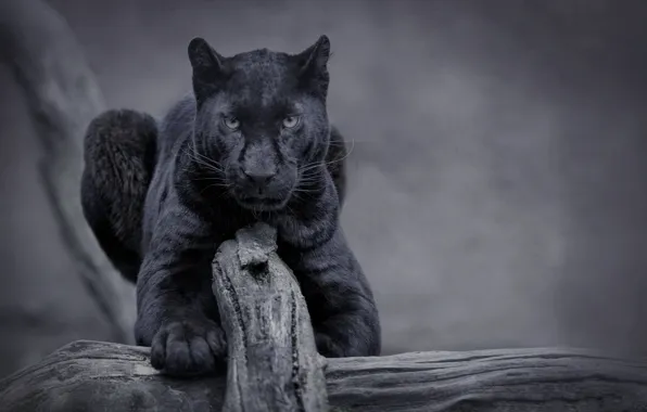 Nature, cat, panther, wild, black panther