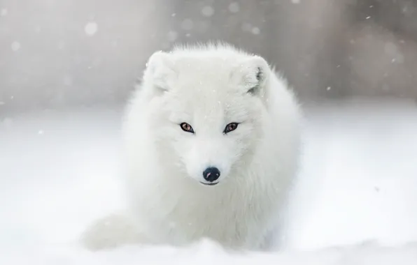 Winter, look, face, snow, portrait, the snow, snowfall, Fox