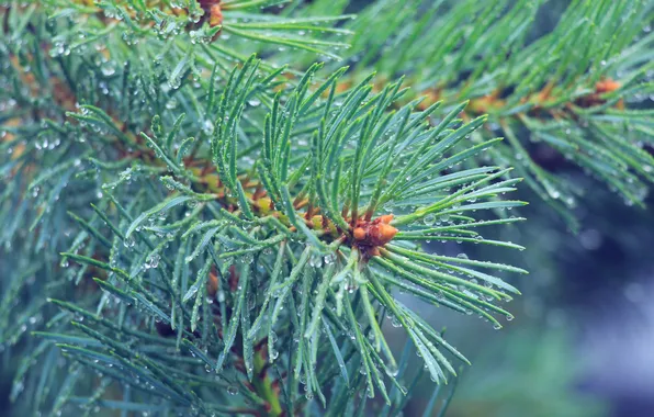 Green, pine, twig