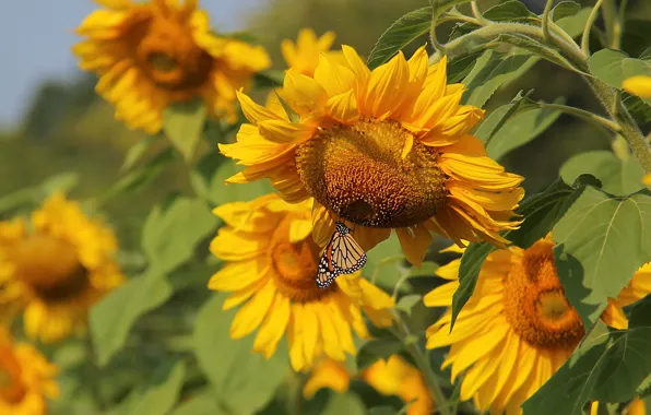 Summer, sunflowers, butterfly