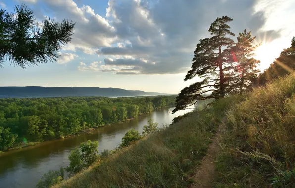 Trees, nature, river, morning