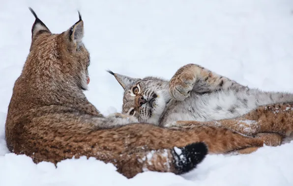 Picture winter, snow, lynx, a couple