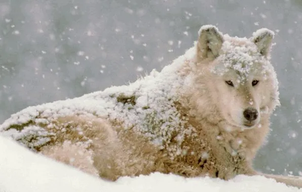 Picture Snow, Wolf, Movie, Wolf Movie, Snow Wolf