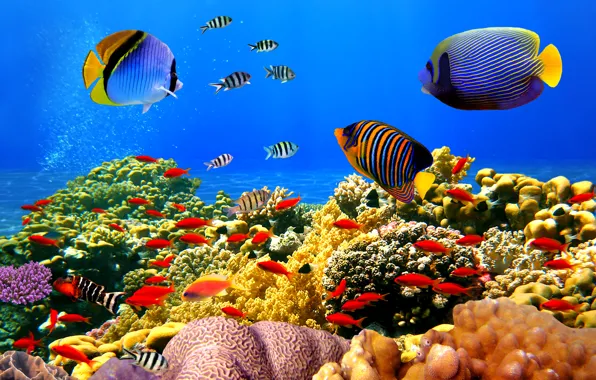 Picture underwater world, underwater, ocean, fishes, tropical, reef, coral, coral reef