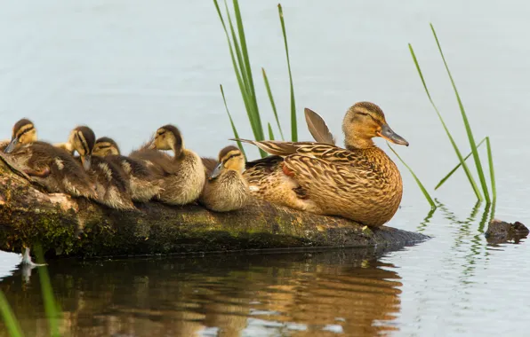 Birds, stay, snag, log, ducklings, duck, Chicks, pond