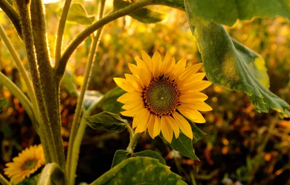 Yellow, sunflower, petals