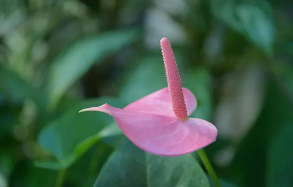 Picture greens, flower, leaves, pink, focus, Anthurium