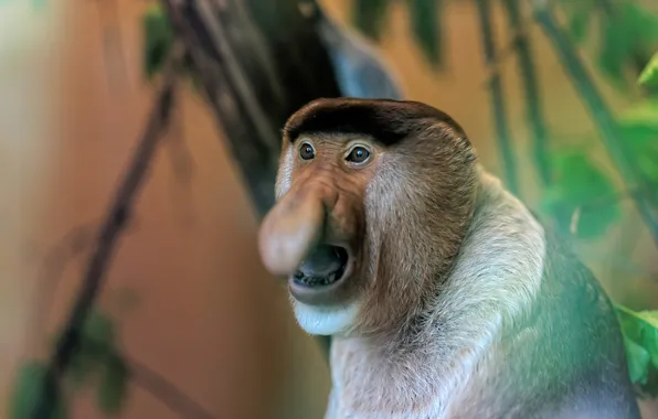 Netherlands, Monkey, Apenheul Primate Park