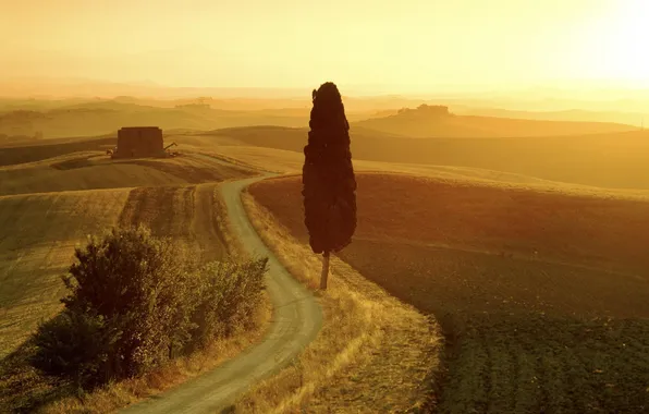 Picture road, field, summer, void, landscape, sunset, orange, tree