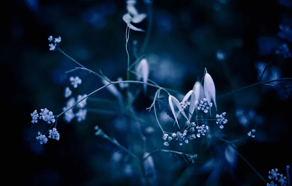 Macro, blue, background, plant