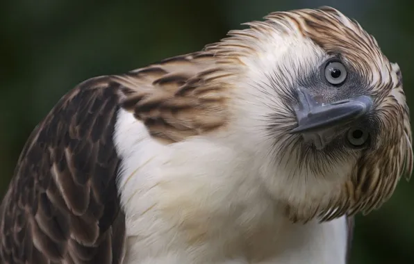 Picture birds, animal, animal themes, Philippine eagle, one animal