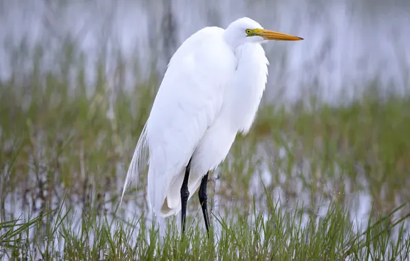 Picture nature, bird, beak, Great white egret