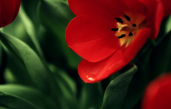 Flower, red, background, Mac