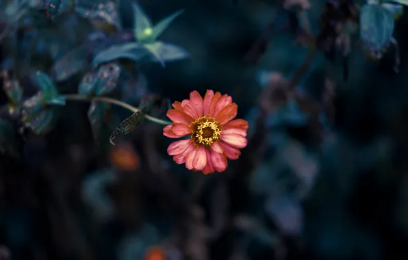 Macro, Pink, Flower, Petals, One, Flower, Flora, Blooming