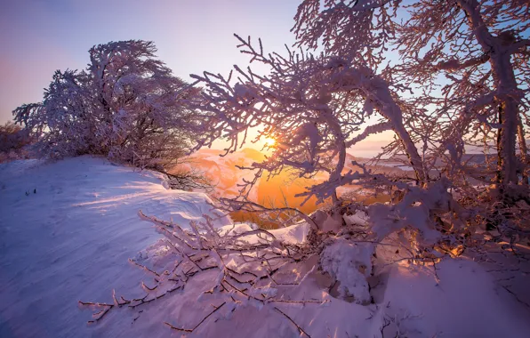 Winter, snow, trees, sunrise, dawn, morning, Switzerland, Switzerland