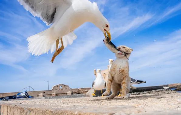 Picture cat, birds, seagulls, fight, the situation, fish