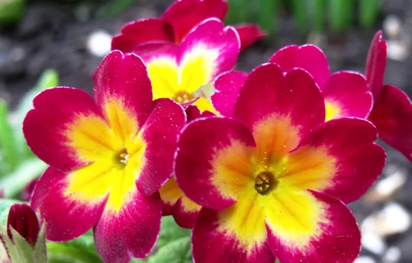 Summer, flowers, beauty