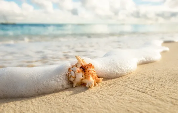 Sea, beach, summer, foam, macro, shell
