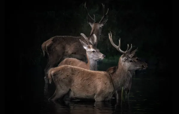 Picture deer, black background, pond, the herd