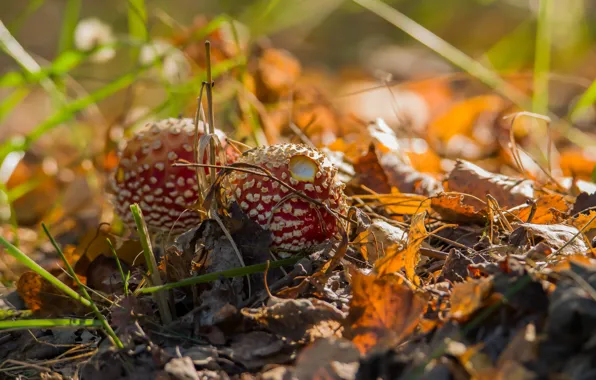 Autumn, macro, nature, mushrooms, Amanita