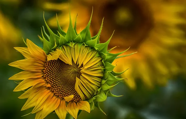 Summer, nature, sunflower