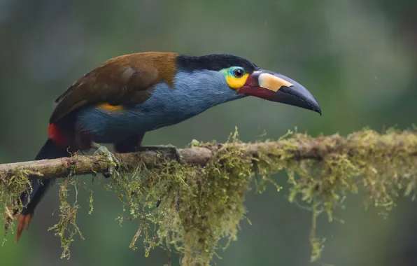 Bird, branch, Toucan