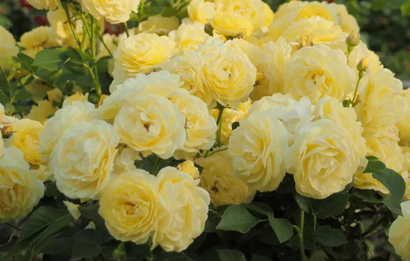 Picture photo, Flowers, Yellow, Roses, A lot