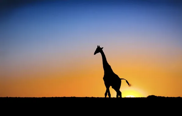 Sunset, The sun, giraffe