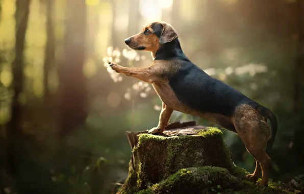 Picture forest, paw, moss, stump, dog, bokeh, Dachshund