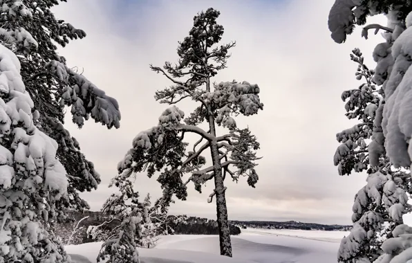 Picture winter, field, forest, snow, trees, the snow