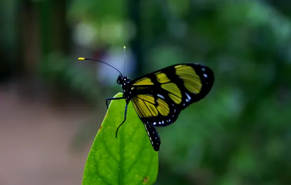 Butterfly, wings, beautiful, closeup, green leaf