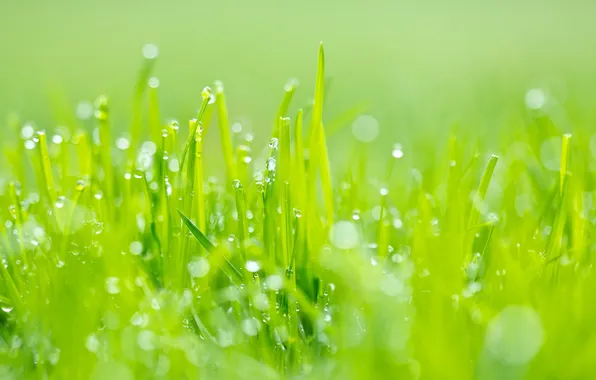 Greens, grass, Rosa, glare, Macro
