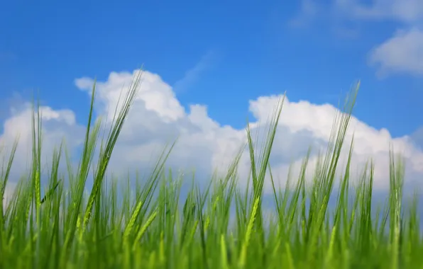 Picture the sky, grass, clouds, macro