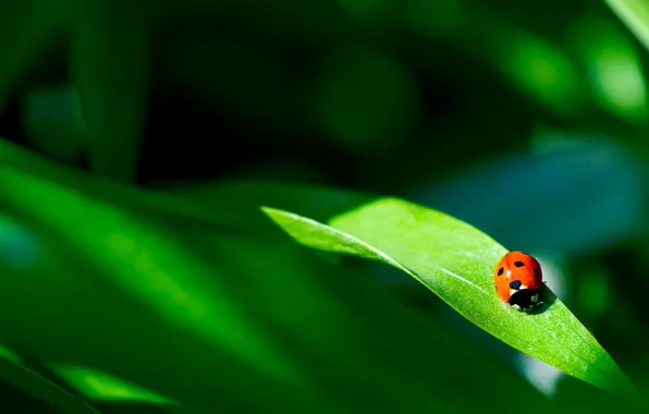 Picture grass, nature, sheet, ladybug