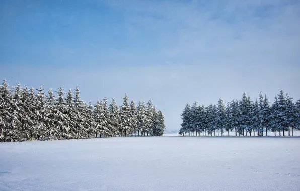 Winter, field, trees