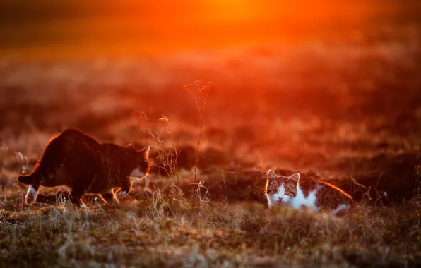 Cat, cat, look, sunset, two cats