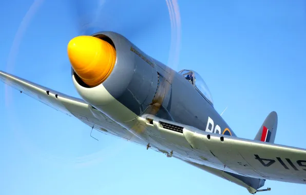 Picture the plane, fighter, propeller, Hawker Sea Fury