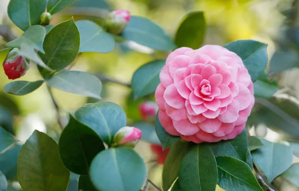 Leaves, pink, buds, Camellia