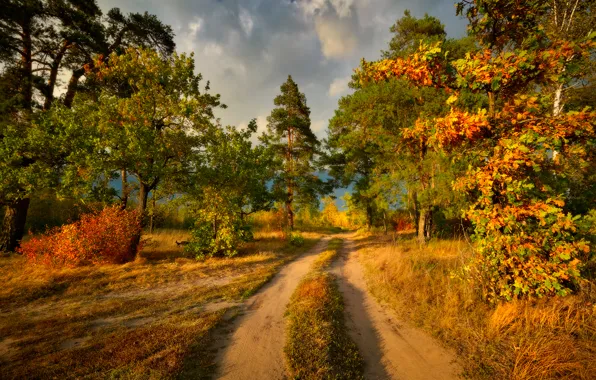 Road, trees, the colors of autumn