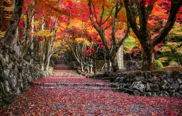 Autumn, forest, trees, branches, Park, stones, trunks, plate