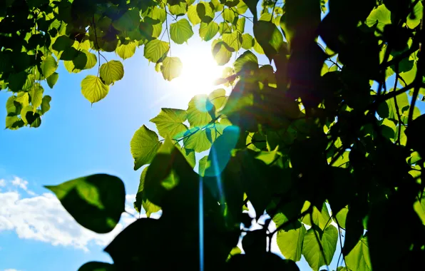 Picture the sky, the sun, green, tree, blue, ray, Leaves, Bunny