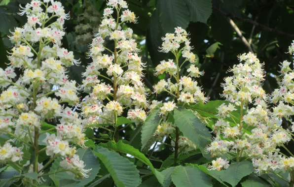 Flowers, flowering, chestnut, spring 2018, Meduzanol ©
