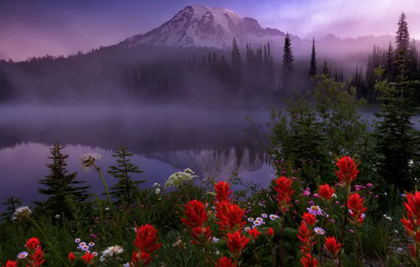 Picture trees, landscape, flowers, nature, fog, lake, vegetation, mountain