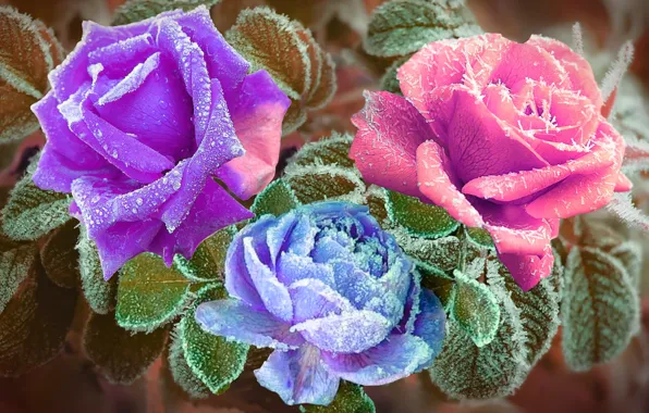 Night, roses, backlight, frost
